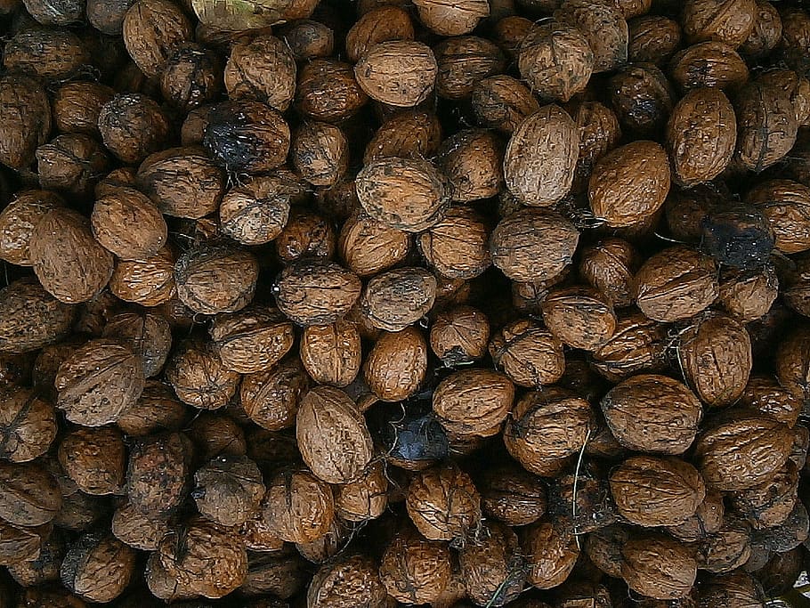 walnut, nuts, nut, food, fruits, healthy, walnuts, tasty, shell, frisch