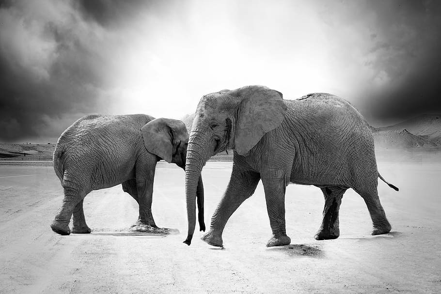 abu-abu, fotografi skala, dua, gajah, gading, hewan, afrika, predator, safari, kebun binatang
