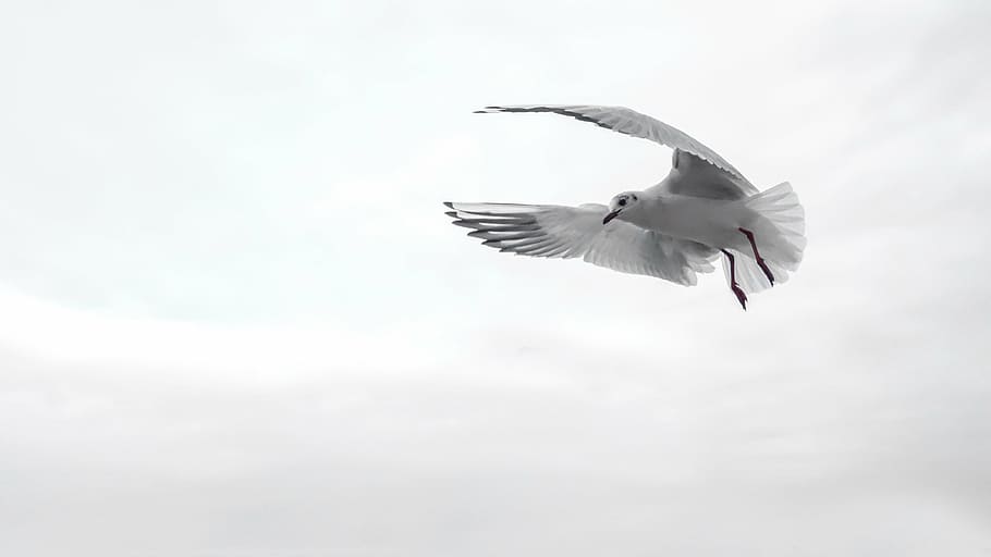 franklin, gull, flying, clouds, daytime, wing, bird, sea, fly, venice