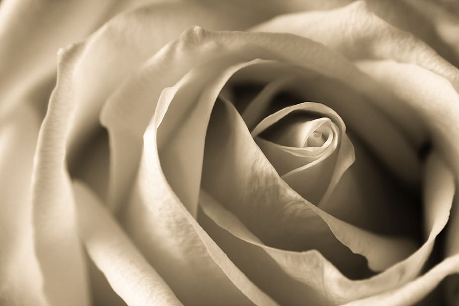 rose, white, flower, macro, feeling, passion, background, bloom, roses, roses flowers