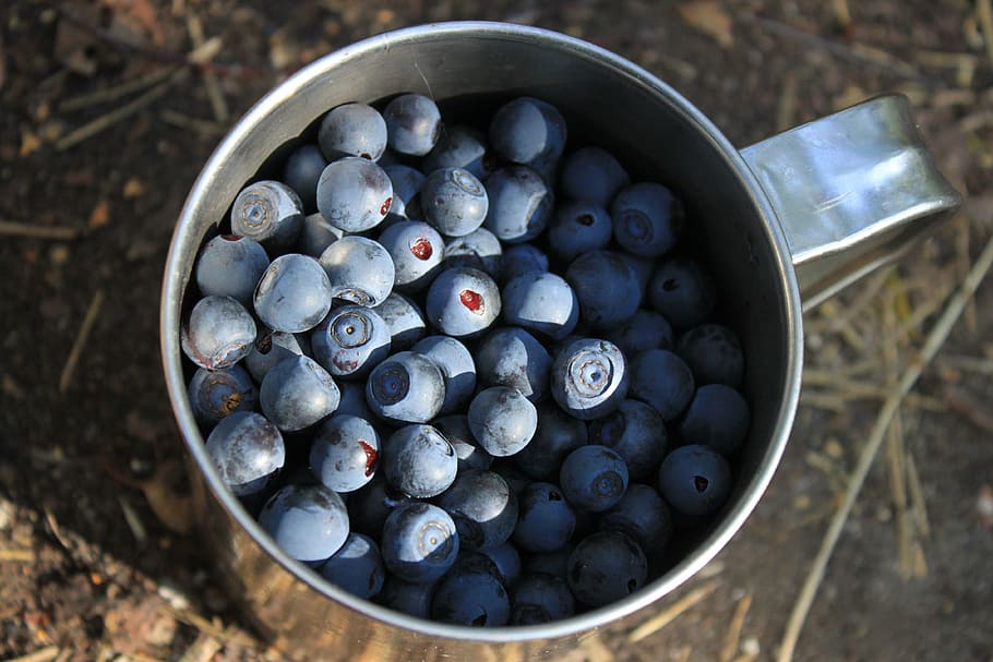blueberry, berry, mug, mug dengan blueberry, musim panas, makanan, pencuci mulut, hutan, hutan beri, beri liar
