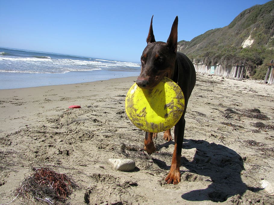 doberman, dog, pet, animal, purebred, frisbee, beach, fun, california, sand