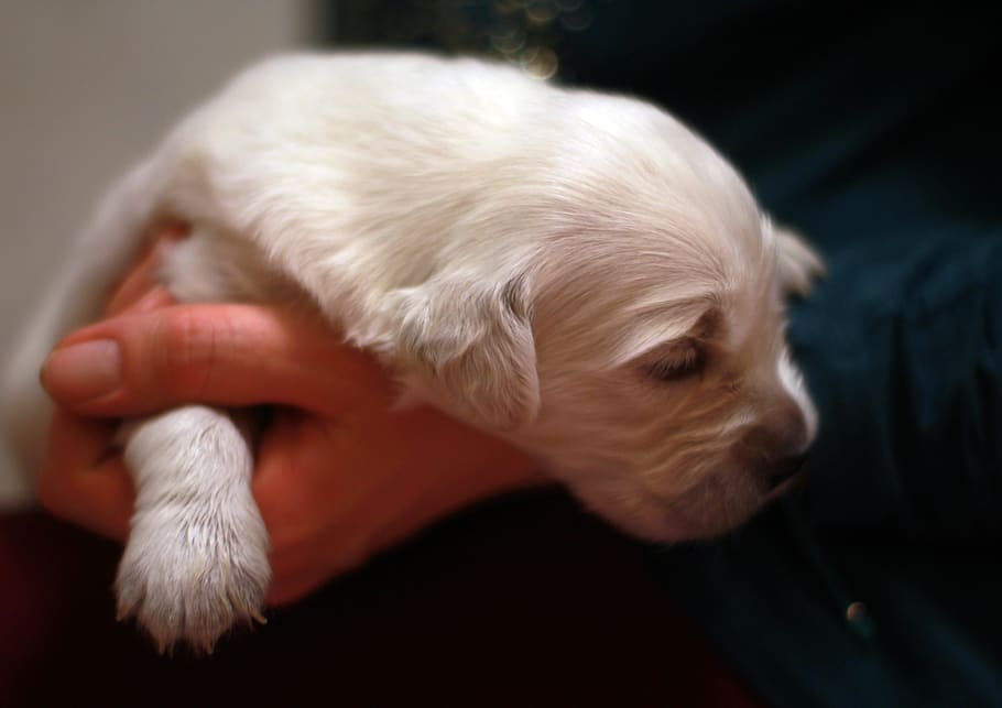 puppy, little, dog, cute, white, animals, one animal, mammal, domestic, pets