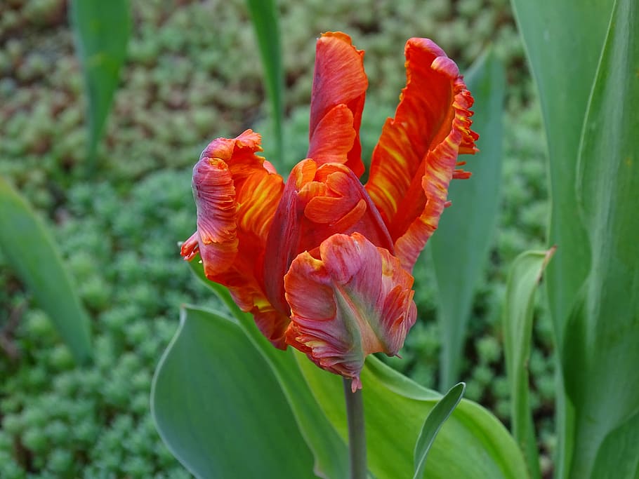 tulipa, papagaio tulipa, laranja, cedo, primavera, flor da primavera, flor, natureza, planta, jardim