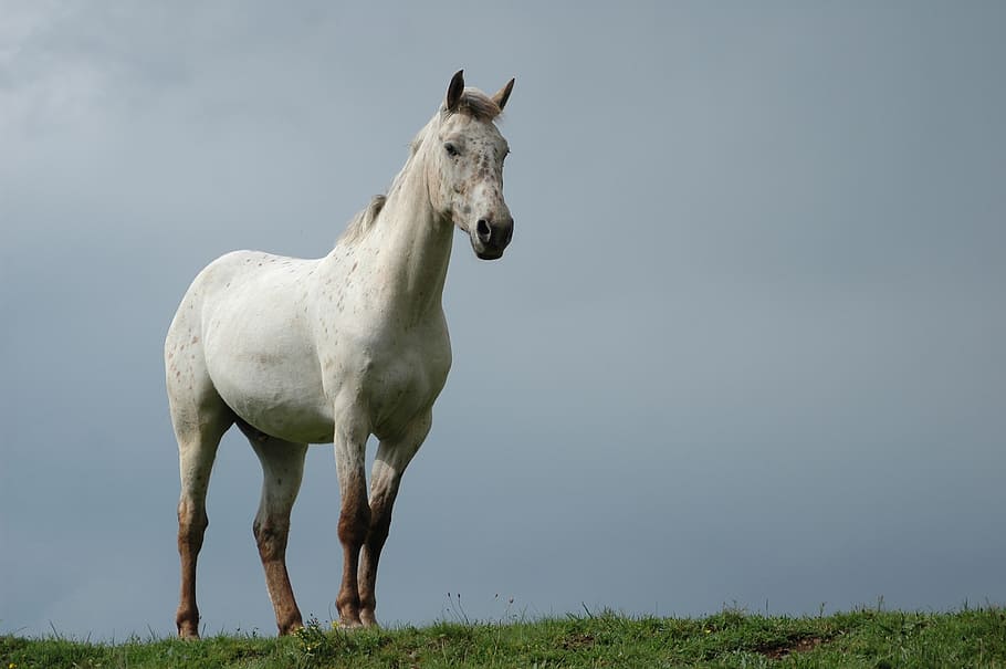 cavalo branco, cavalo, natureza, animal, eqüino, pré, temas animais, um animal, mamífero, pecuária