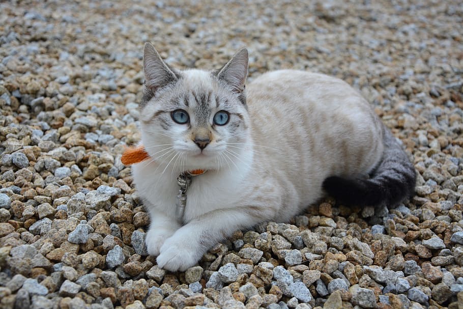 white, gray, cat, lying, ground, kitten, blue eyes, cat eyes, domestic animal, animal