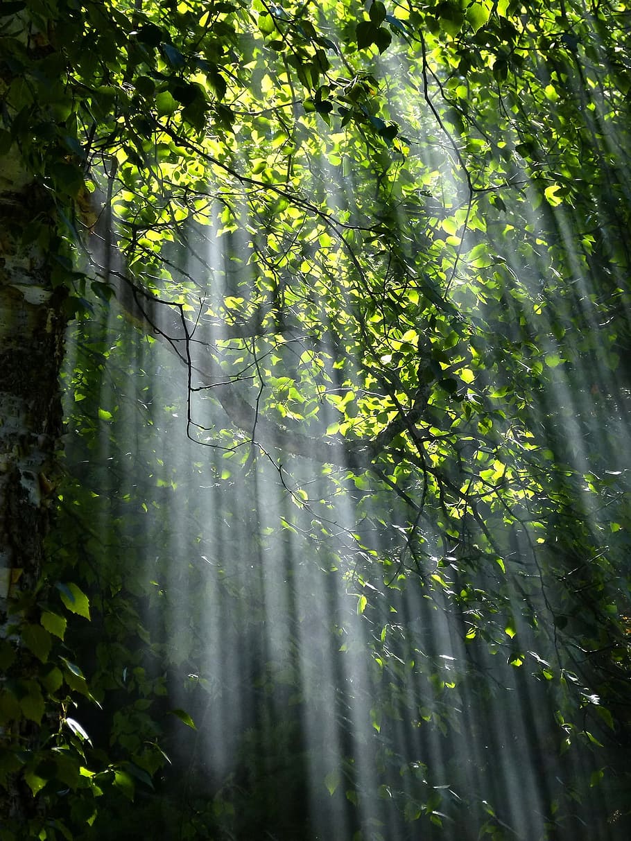 緑の葉の植物, 森林, 太陽光線, 木, 日光, 光, 葉, 自然, 森, 植物