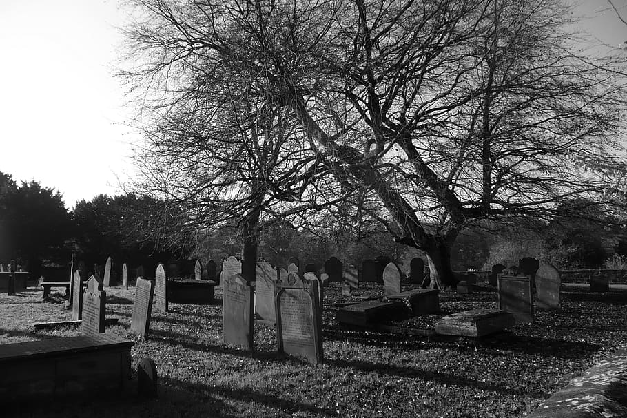 Foto en escala de grises cementerio, cementerio, entierro, tierra, fondo, árbol, negro, blanco, tumba, lápida sepulcral