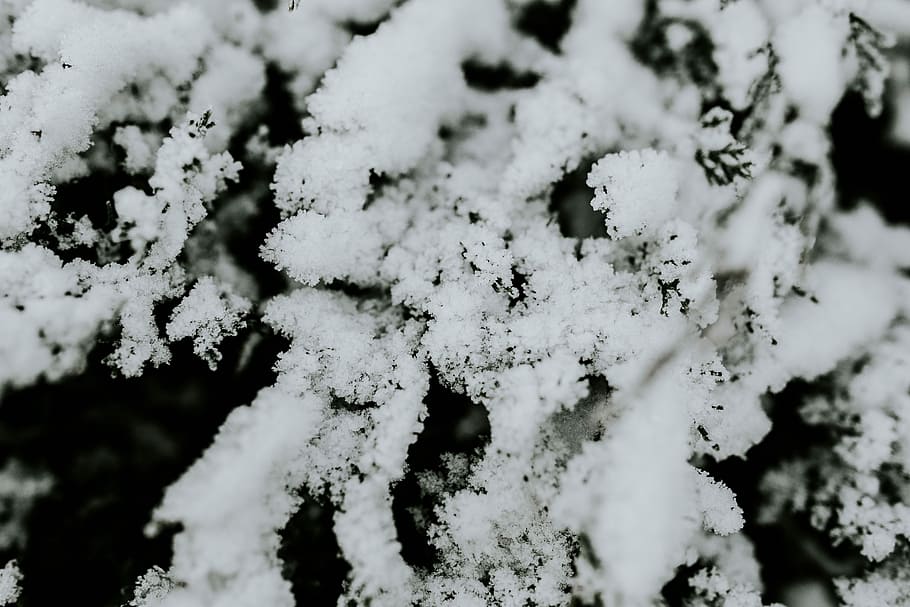 nevado, árvores, close-ups, folhas, árvore, pinho, galho, ramo, geada, inverno