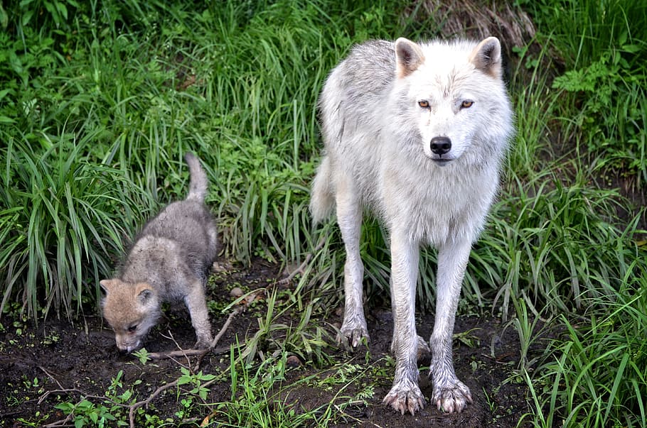 white, wolf, cub, green, grasses, white wolf, gray wolf, carnivore, timber, nature