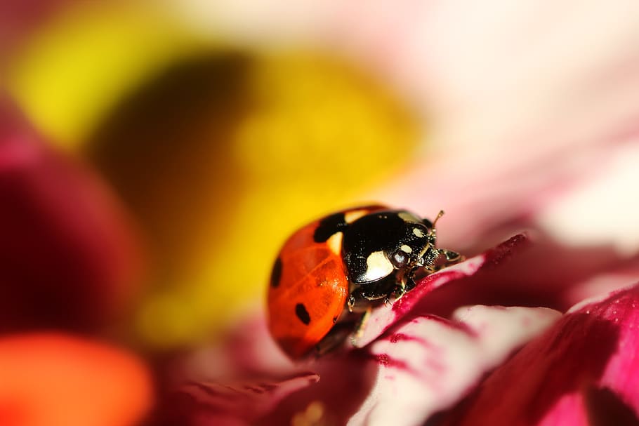kumbang kecil, makro, merah, keberuntungan serangga, serangga, close up, konservasi alam, musim panas, taman, hewan