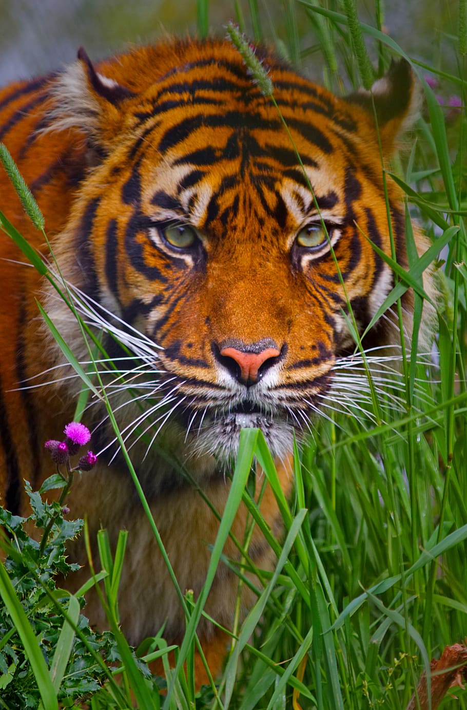 tiger, siberian, predator, dangerous, animal, wildlife, wilderness, carnivore, hunter, cat