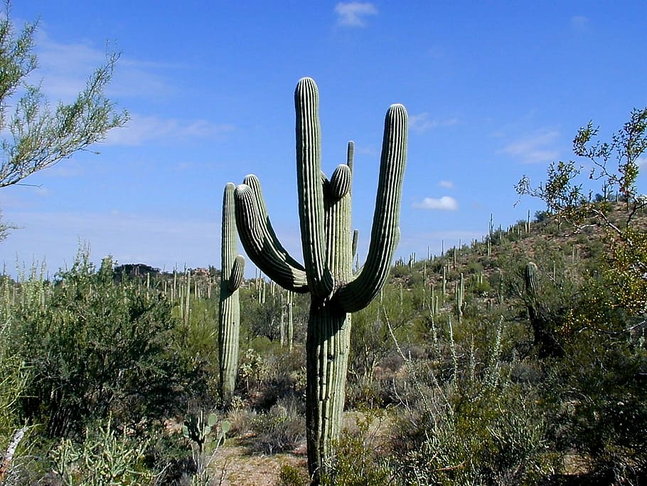cactus saguaro gigante, nacional, parque, gigante, cactus saguaro, parque nacional saguaro, arizona, cactus, fotos, dominio público