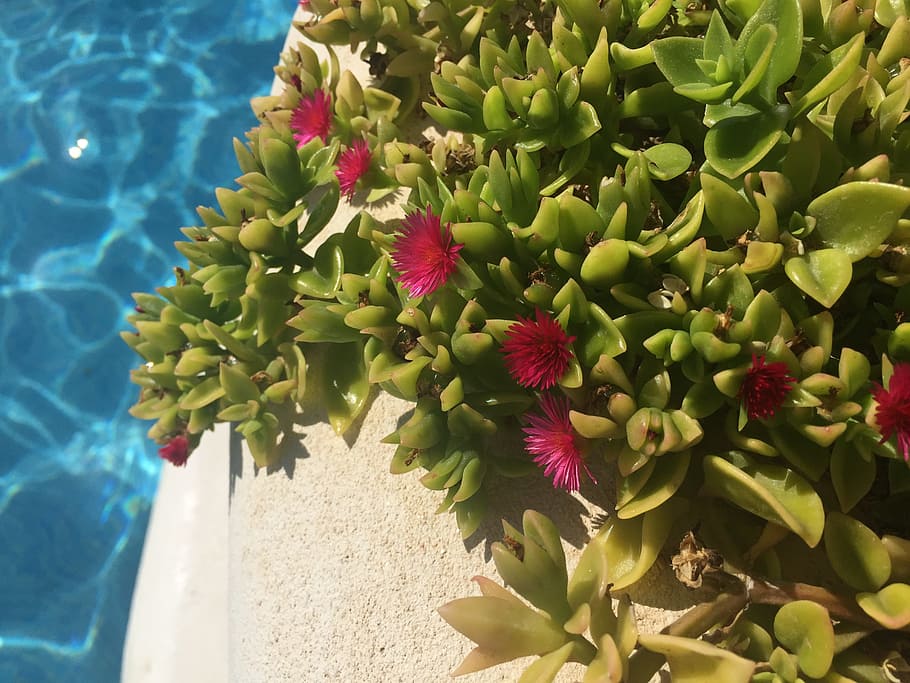 pool, summer, water, holiday, vacation, swimming, plant, flower, nature, flowering plant