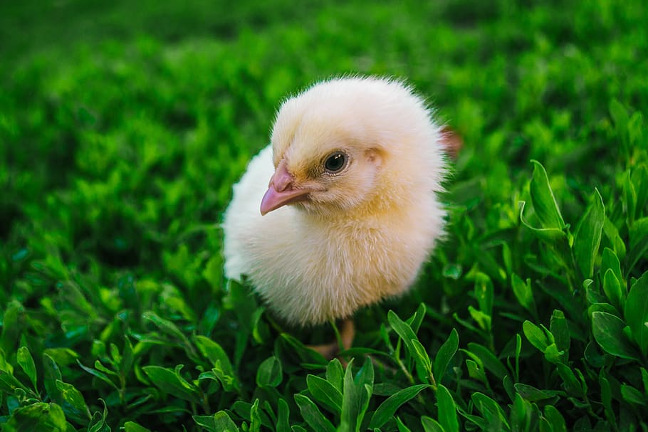 ayam, kecil, burung, alam, pertanian, ras berbulu, musim semi, musim panas, tema binatang, hewan
