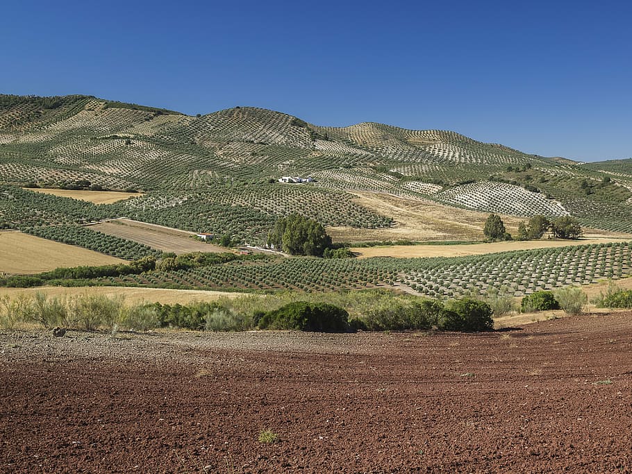 landscapes, nature, mountain, sky, field, eucalyptus, agriculture, trees, olive trees, olives
