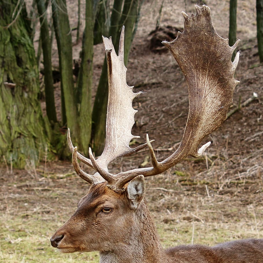 hirsch, antler, forest, wild, nature, fallow deer, animal wildlife, animal, animal themes, mammal