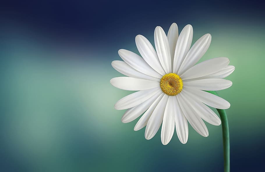 white, daisy macro photography, marguerite, daisy, beautiful, beauty, bloom, blooming, blossom, blue background