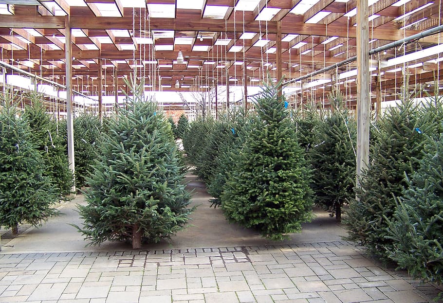 pile, green, pine tree, Christmas, Trees, Nursery, Winter, Xmas, christmas, trees, decoration