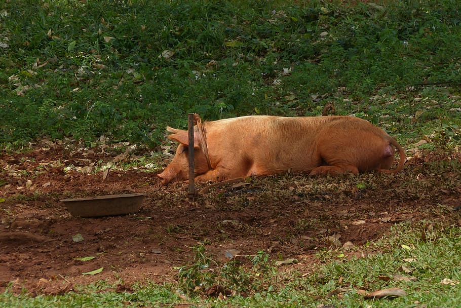 pig, laying, ground, mud, sow, dirt, wild, nature, cuba, one animal