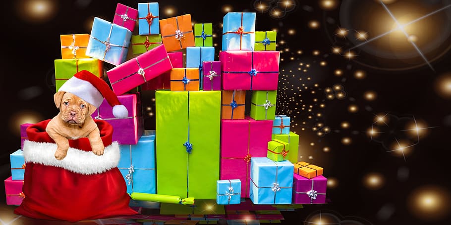 tostado, francés, cachorro mastín, dentro, rojo, bolsa, al lado, pila, lote de caja de regalo, navidad