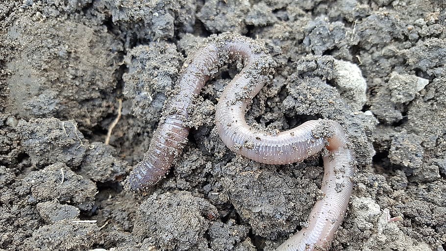 Earthworm, Nightcrawlers, Soil, Worm, animal, garden, earth worm, invertebrate, segments, nature