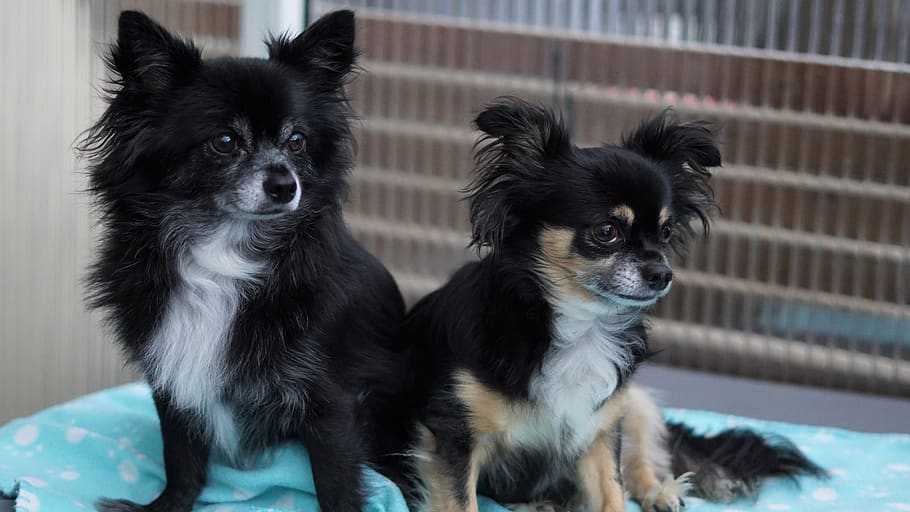 duo, two, chihuahua, dogs, small, sweet, cute, fluffy, pack, friends