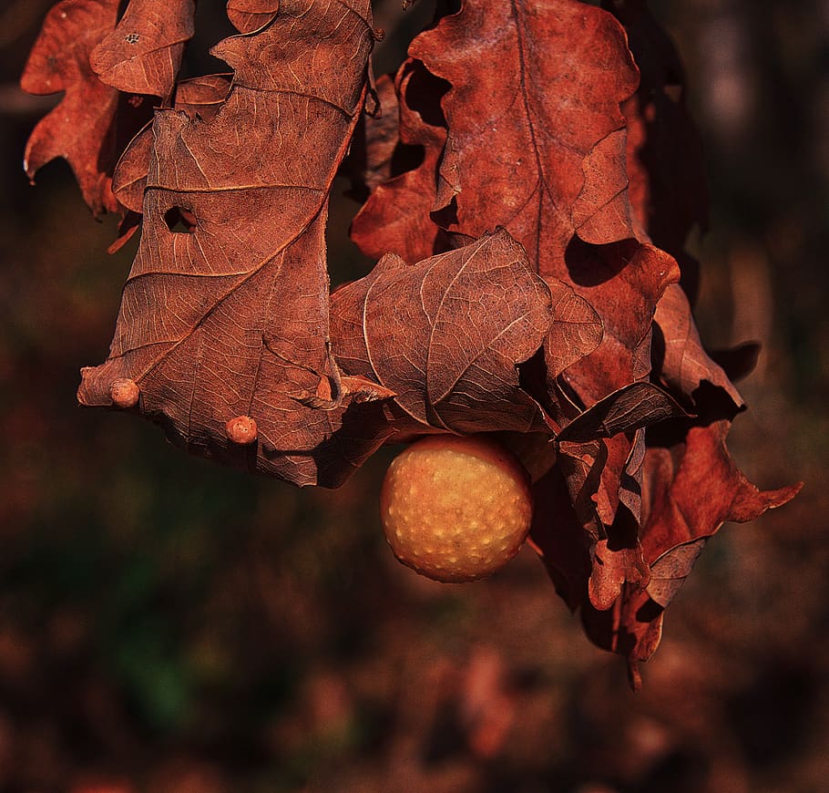oak leaf, galls, oak gall, plant galle, autumn, leaf coloring, autumn motive, close up, autumn mood, fall foliage