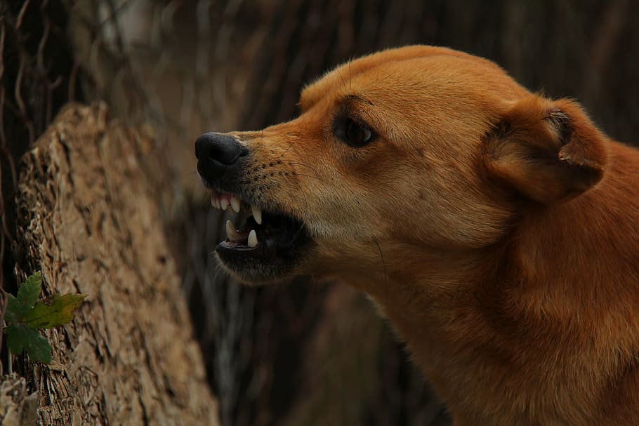 short-coat, brown, dog, standing, tree trunk, angry, rage, violent, furious, one animal