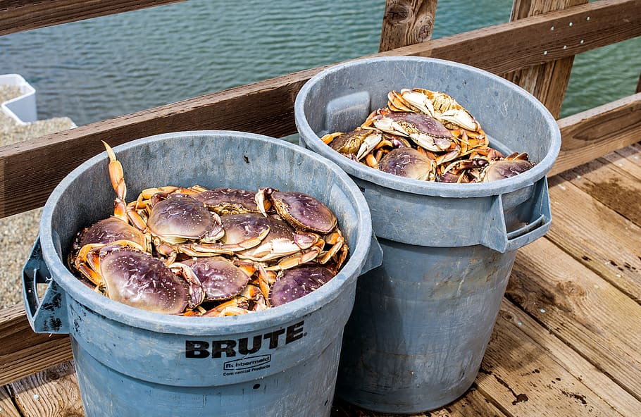 fresh dungeness crab, live, crab, market, ocean, sea, trawler, captain, crew, fishing