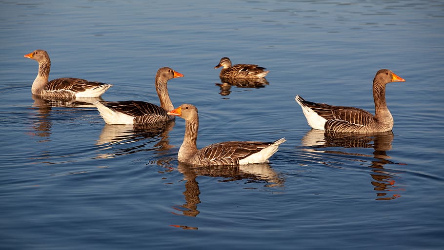 geese and duck, geese, duck, water, lake, orange bill, orange beak, morning water, feathers, poultry