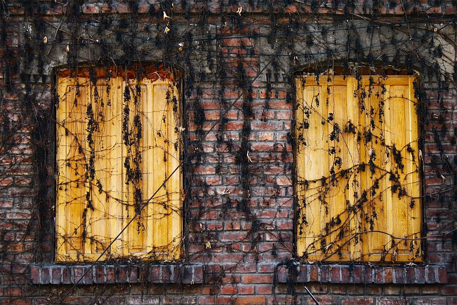 dried, vines, closed, window doors, brown, concrete, building, bricks, wood, shutters