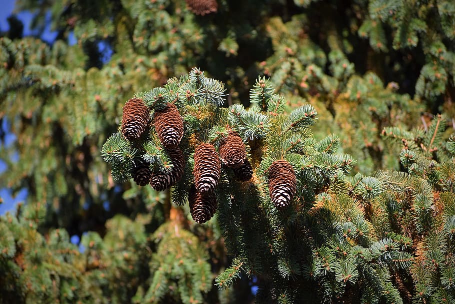 picea abies, european spruce, cones, needles, plant, branch, tree, evergreen, nature, outdoor