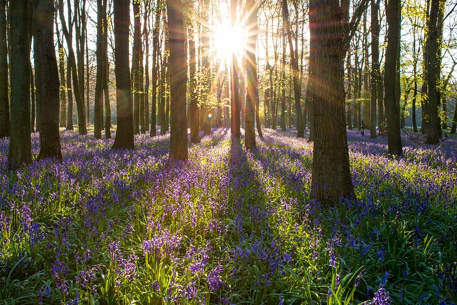 landscape photography, garden, purple, petaled flowers, brown, trees, crepuscular ray, bluebell, forest, england