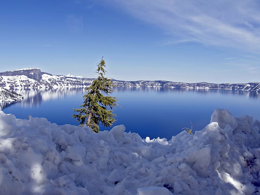 green, leaf tree, body, water, surrounded, ice, crater lake, oregon, usa, winter