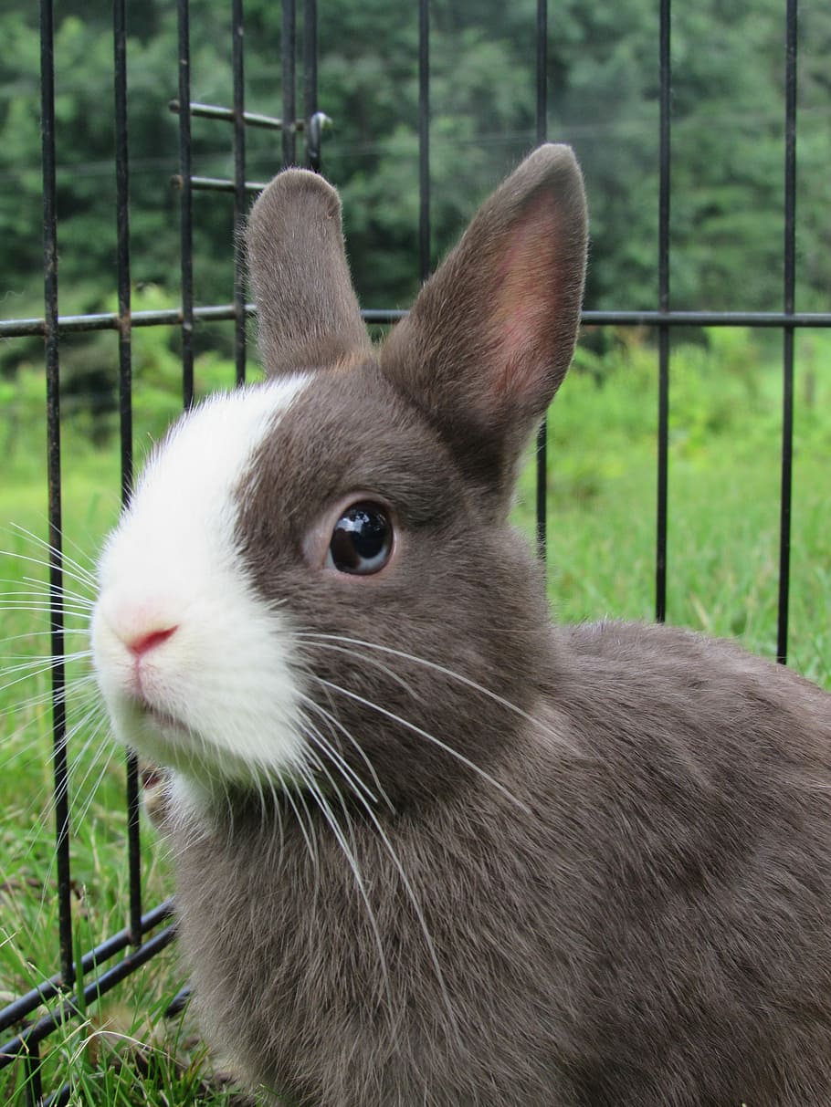 brown, white, inside, steel cage, Rabbit, Netherlands, Dwarf, Cute, bunny, netherlands dwarf