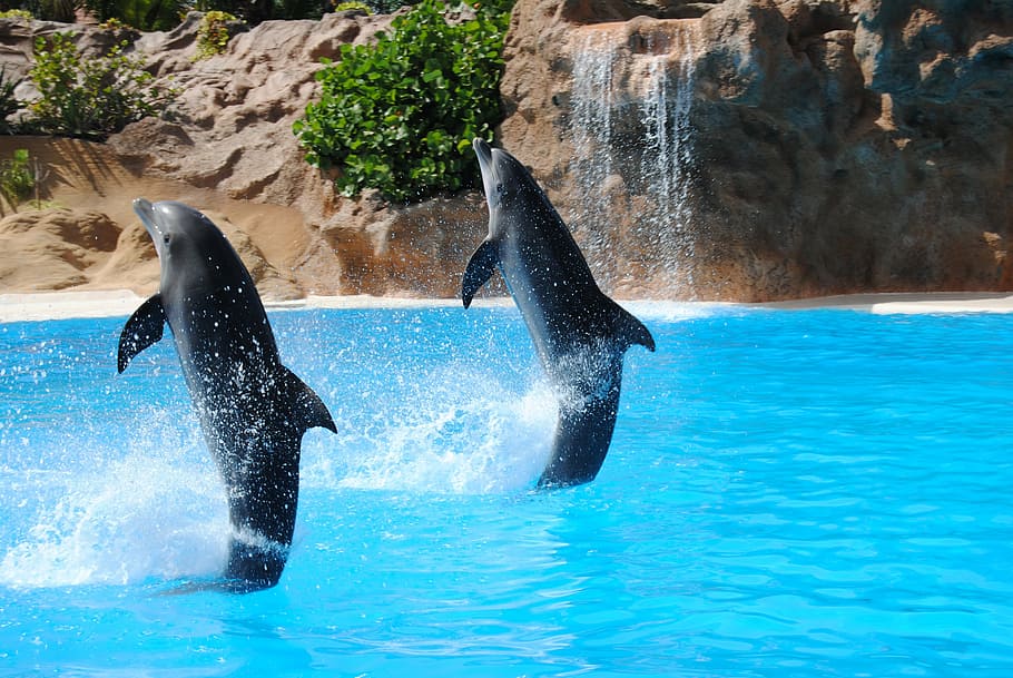 two, black, dolphins, exhibition, body, water, dolphin, pond, animal, dolphinarium