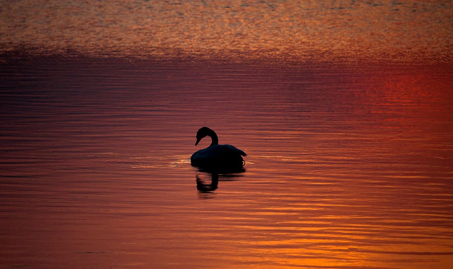 silhouette photography, duck, body, water, silhouette, swan, lake, bird, animal, sunset