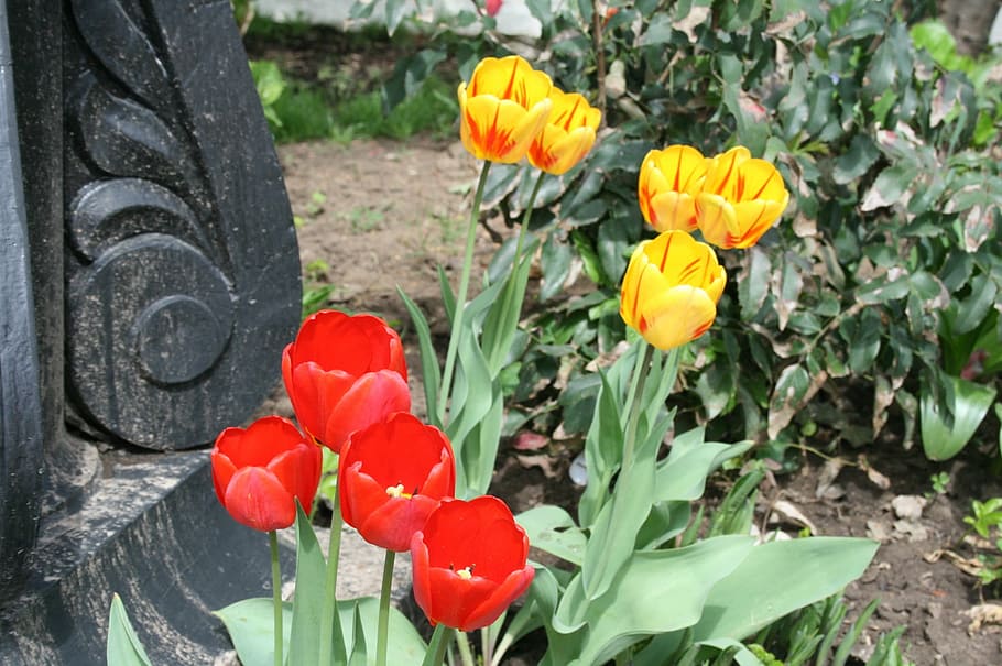 flowers, blooms, bright, tulips, red, yellow, in a garden, foliage, base of pedestal, flower