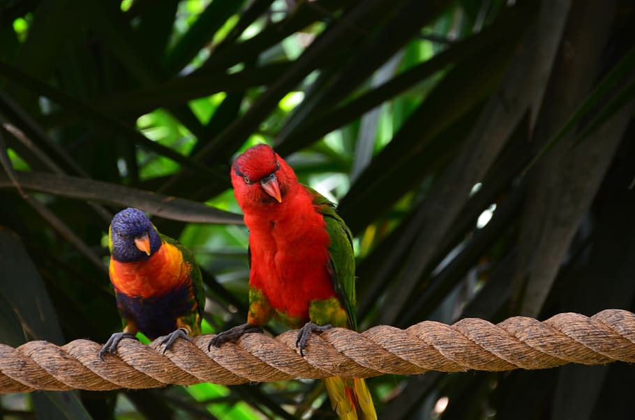 parrot, bird, colorful, animal wildlife, vertebrate, perching, animal themes, animal, animals in the wild, focus on foreground