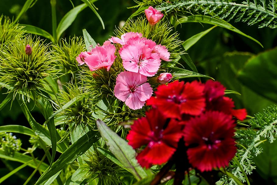 sweet william, garden, nature, plant, dianthus, pink, flowers, close up, flowering plant, flower