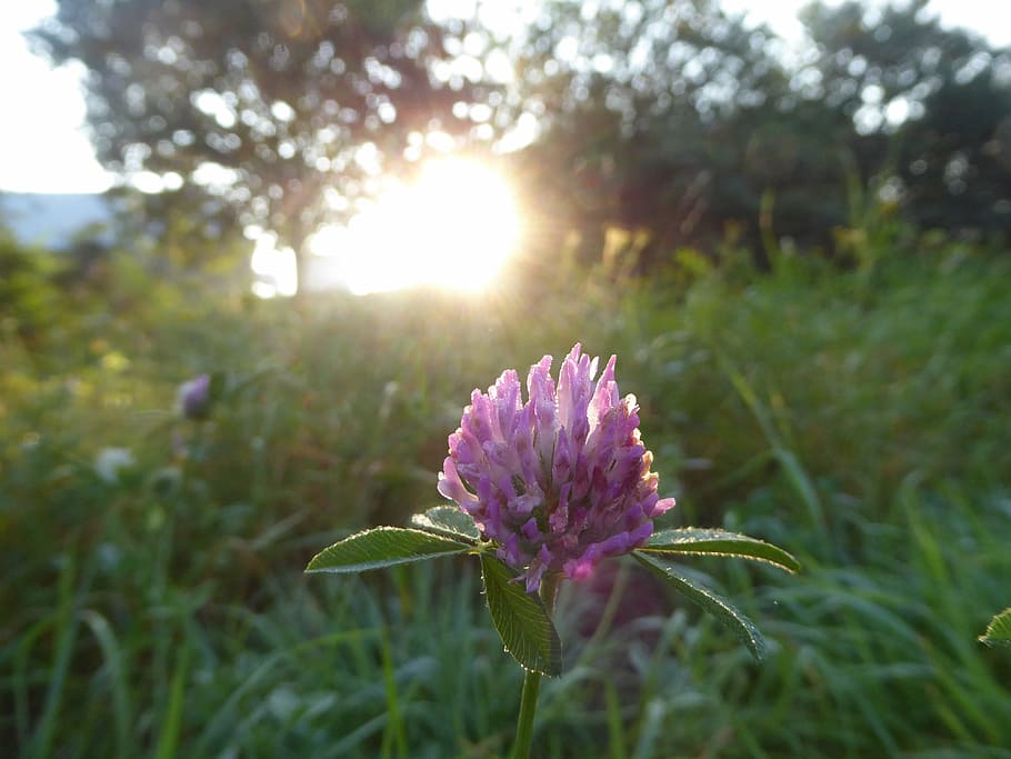 clover, sunlight, purple flower, lawn, nature, late summer, morning dew, beauty, plant, flowering plant