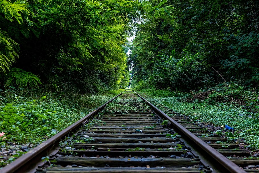 brown, train rail, trees, railroad tracks, rails, railroad, transportation, track, train, railway