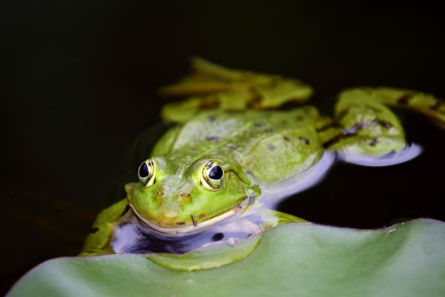 green, toad, lily pad, frog, green frog, pond, high, water, frog pond, animal
