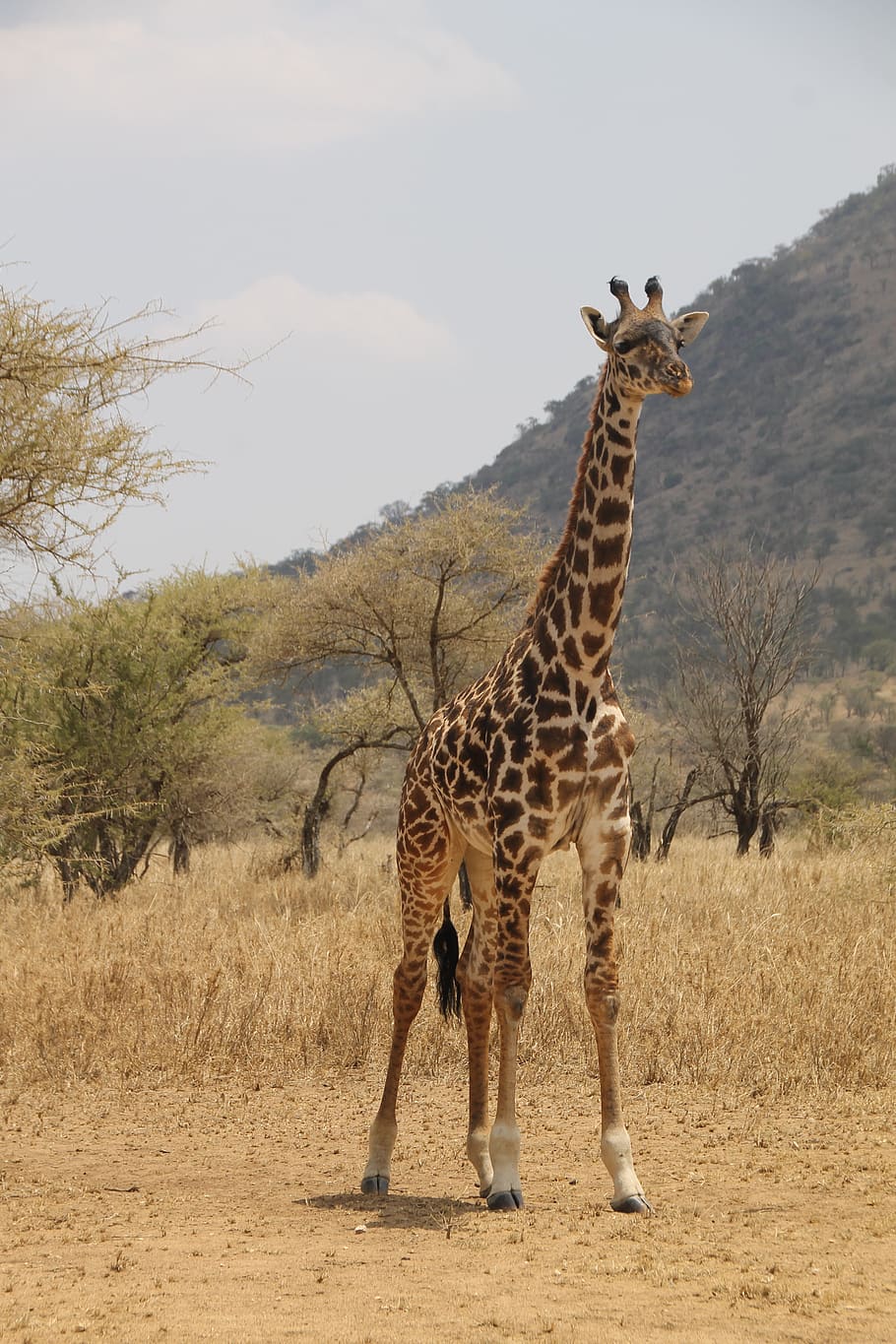jirafa, tanzania, safari, áfrica, animal, serengeti, vida silvestre, sabana, desierto, cuello
