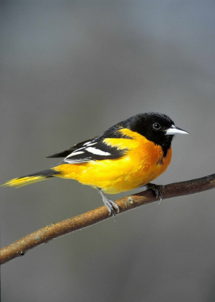 yellow, black, bird, perched, brown, branch, baltimore oriole, wildlife, nature, wild