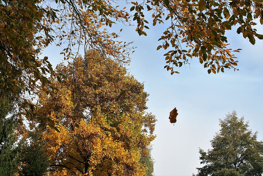 musim gugur, jesienneliście, oktober, www, pemandangan, dedaunan musim gugur, menghilang, daun, cuaca musim gugur, pohon