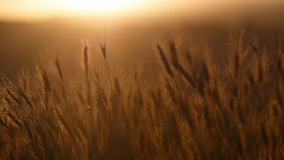 wheat, golden, hour, shallow, focus, photography, brown, leaved, plants, daytime
