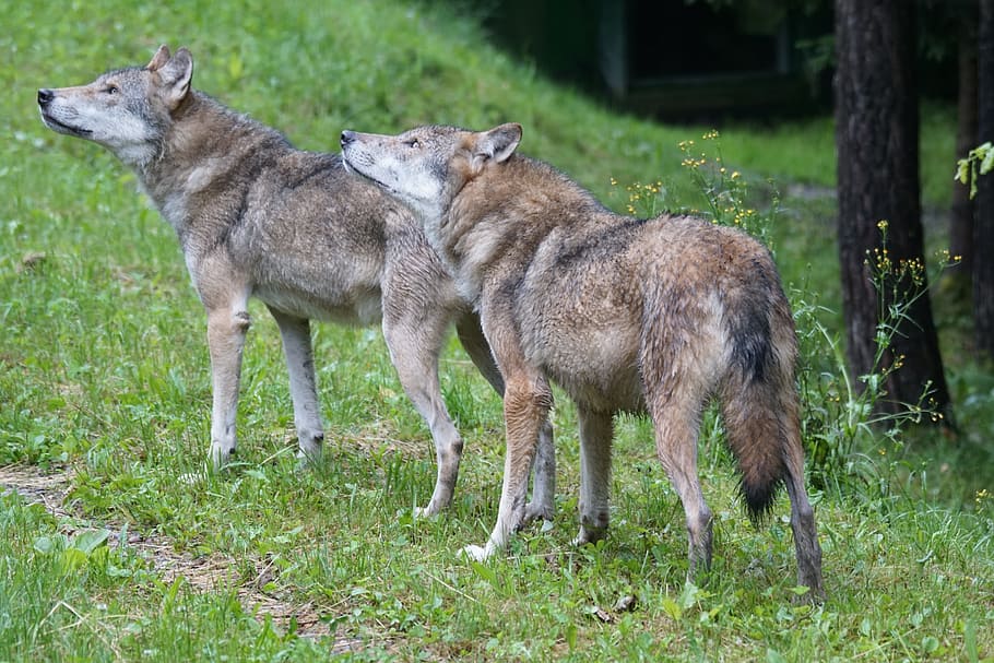 two, brown, wolves, standing, green, grass, daytime, field, wolf, european wolf