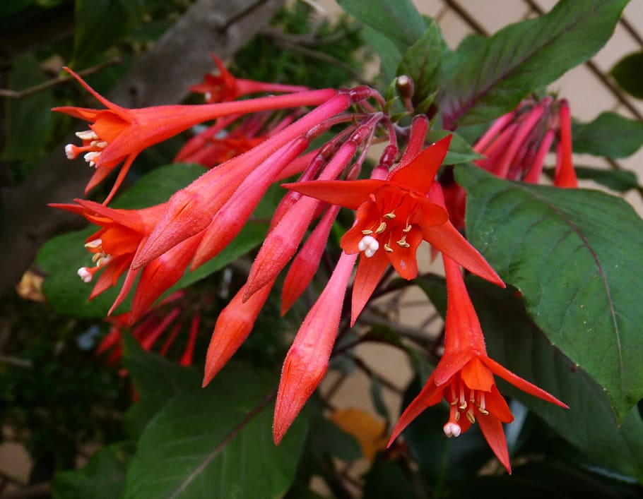 fuchsia, red, hanging, flowering plant, flower, plant, growth, beauty in nature, close-up, petal